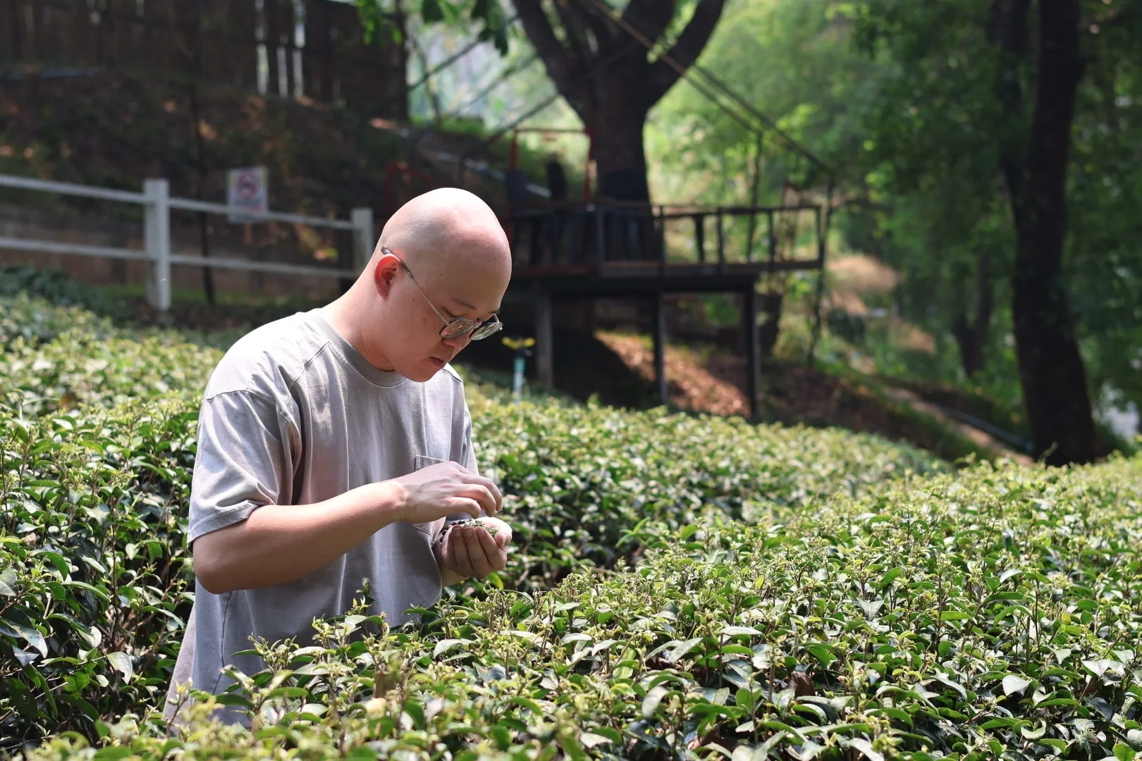 茶園裡，茶人用指尖細看手中的茶芽