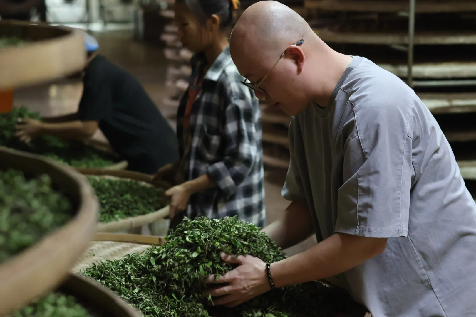 茶坊裡，在竹篩上翻動茶菁
